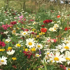 Native Enriched Wildflower Turf, 0.64m² per Roll