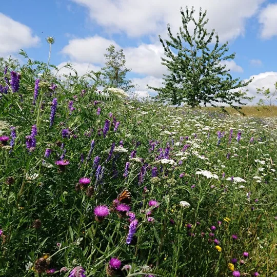 Wildflower Turf - Landscape 34 - per roll approx 0.64m�