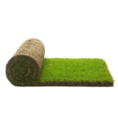 Rolawn Medallion® Lawn Turf, 1m² per Roll